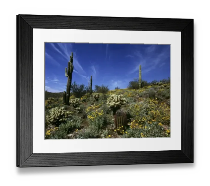 Framed Print : USA, Arizona, Lake Pleasant SP. Barrel, cholla and saguaro cacti are some of Framed Print : USA, Arizona, Lake Pleasant SP. Barrel, cholla and saguaro cacti are some of