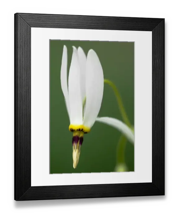 Framed Print : Shooting Star (Dodecatheon meadia), Primrose Family (Primulaceae), Indian Rockhouse Trail Framed Print : Shooting Star (Dodecatheon meadia), Primrose Family (Primulaceae), Indian Rockhouse Trail