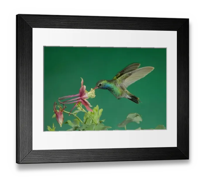 Framed Print : Male feeding on columbine (Aquilegia ssp. ), Madera Canyon, Arizona, USA Framed Print : Male feeding on columbine (Aquilegia ssp. ), Madera Canyon, Arizona, USA