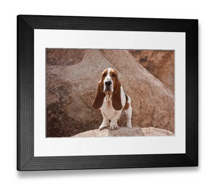 Framed Print : A Basset Hound standing on a boulder at Joshua Tree National Park in California Framed Print : A Basset Hound standing on a boulder at Joshua Tree National Park in California