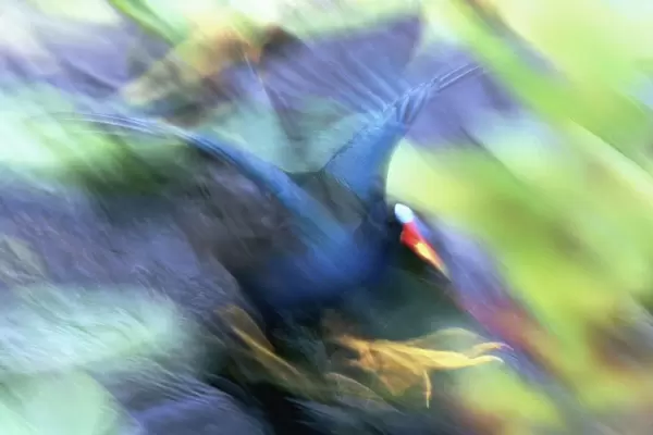 USA, Florida, Everglades National Park. Abstract of purple gallinule on the Anhinga Trail