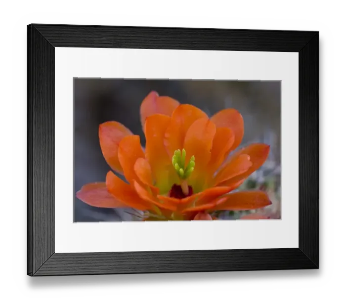 Framed Print : Engelmanns Hedgehog Flower, Echinorcereus engelmannii, Sonoran Desert, Desert Botanical Garden Framed Print : Engelmanns Hedgehog Flower, Echinorcereus engelmannii, Sonoran Desert, Desert Botanical Garden