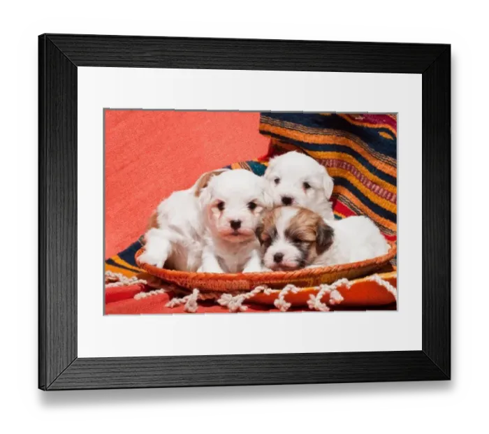 Framed Print : Coton de Tulear puppies lying in an Indian basket on a Indian blanket Framed Print : Coton de Tulear puppies lying in an Indian basket on a Indian blanket