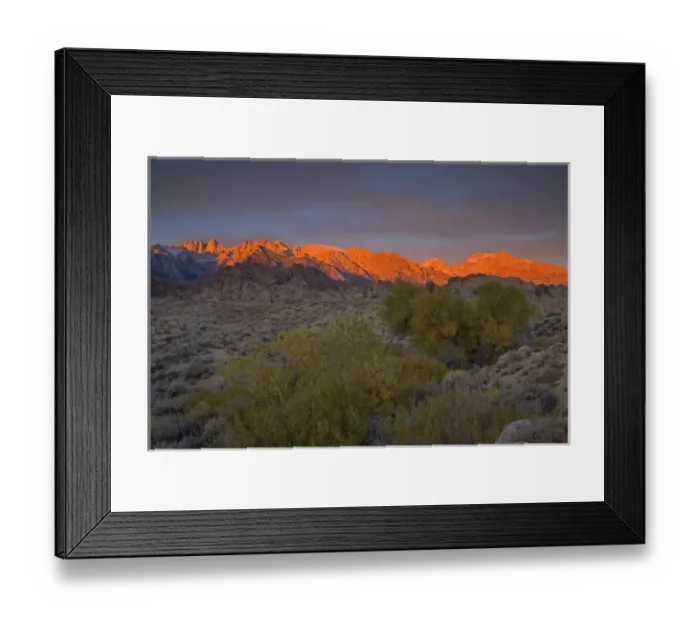 Framed Print : Fall Color on Cottonwoods with backdrop of the Eastern Sierra Mountains = Alabama