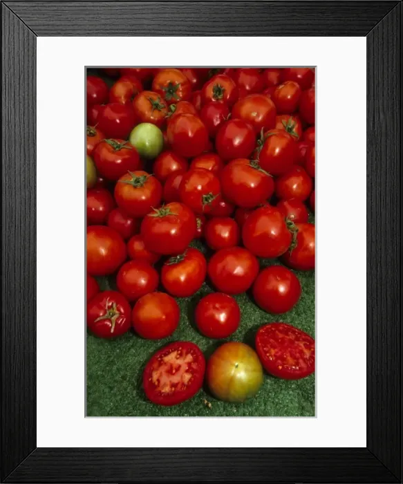 Framed Print : California: Santa Barbara Market, red tomatoes for sale with one cut open in foreground, October Framed Print : California: Santa Barbara Market, red tomatoes for sale with one cut open in foreground, October