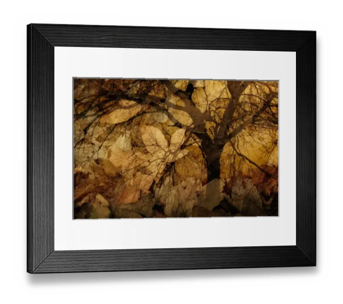 Framed Print : North America, USA, Florida, Merritt Island, fall color in the form of golden Framed Print : North America, USA, Florida, Merritt Island, fall color in the form of golden