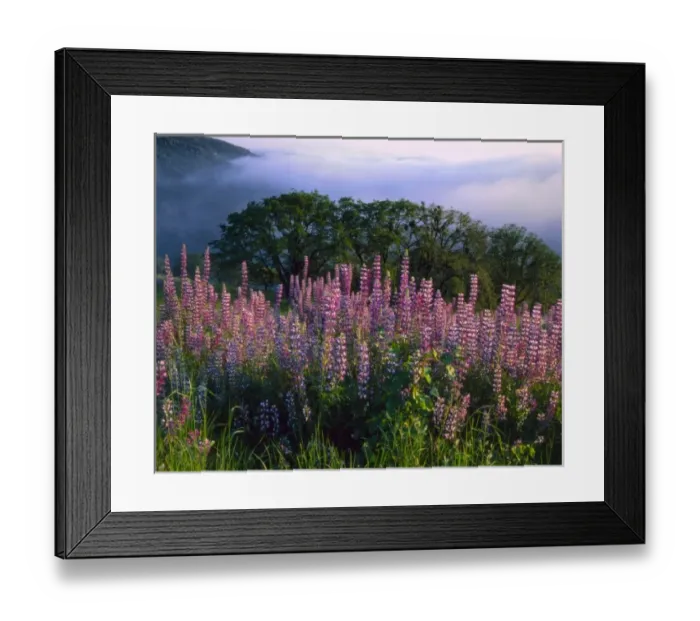Framed Print : Redwood National Park, California. USA. Fog in Redwood Creek drainage below river lupine