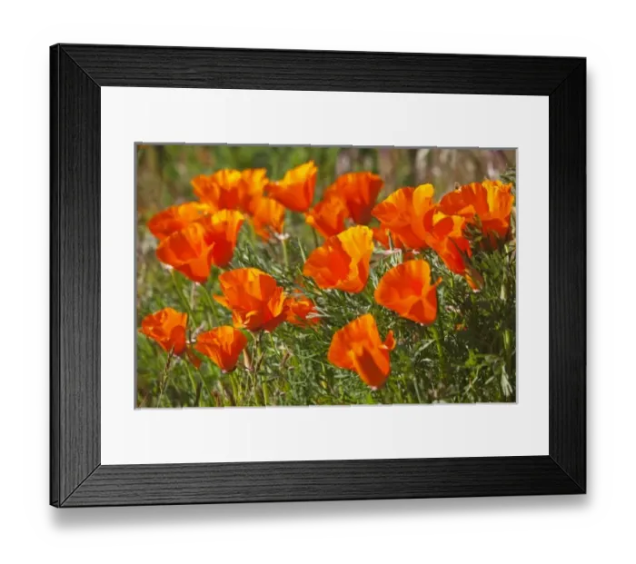 Framed Print : CA, Antelope Valley near Lancaster, poppies Framed Print : CA, Antelope Valley near Lancaster, poppies