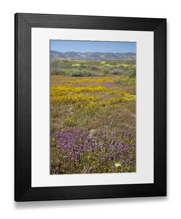 Framed Print : USA, North America, California