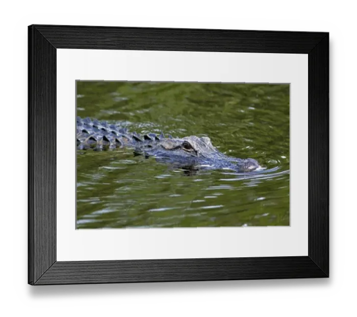 Framed Print : American Alligator in Everglades National Park, Florida Framed Print : American Alligator in Everglades National Park, Florida