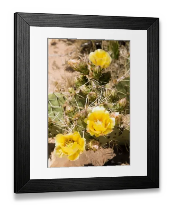 Framed Print : family - Cactaceae, Canyons of the Ancients Framed Print : family - Cactaceae, Canyons of the Ancients