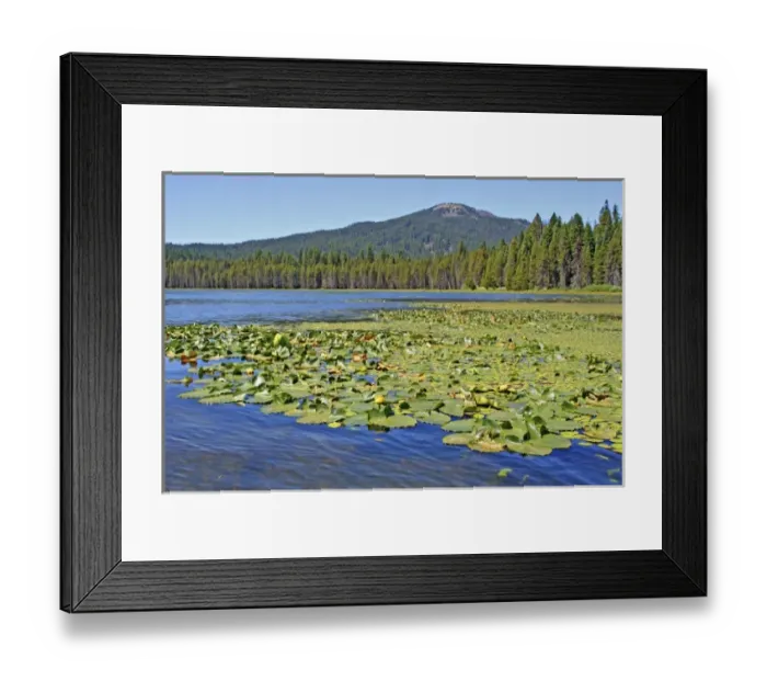 Framed Print : Ecological succession aquatic plants to pine trees Lake of the Woods, Oregon Framed Print : Ecological succession aquatic plants to pine trees Lake of the Woods, Oregon