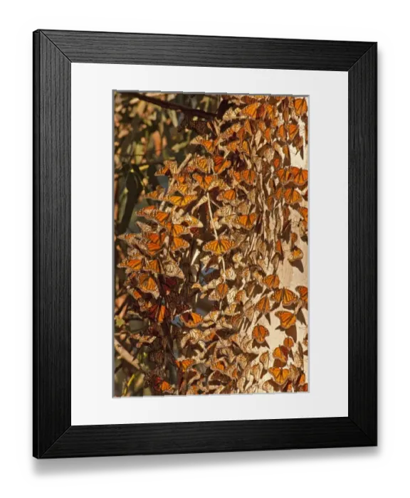 Framed Print : USA, California, San Luis Obispo County. Clustering monarch butterflies gather on tree trunk Framed Print : USA, California, San Luis Obispo County. Clustering monarch butterflies gather on tree trunk