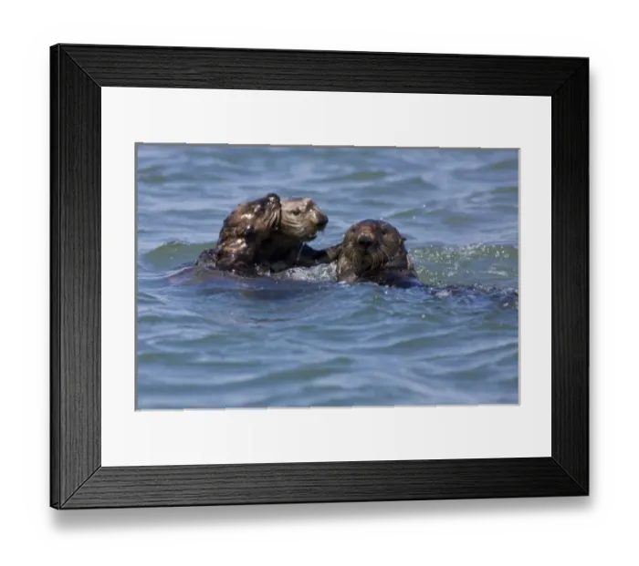 Framed Print : California Sea Otter Fends Off A Male Protecting Her Pup (Enhydra lutris) - Moss Landing Framed Print : California Sea Otter Fends Off A Male Protecting Her Pup (Enhydra lutris) - Moss Landing