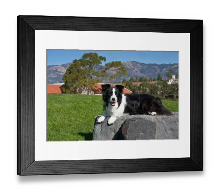 Framed Print : A Border Collie lying on a gray stone slab in a park with the Santa Ynez Mountains Framed Print : A Border Collie lying on a gray stone slab in a park with the Santa Ynez Mountains