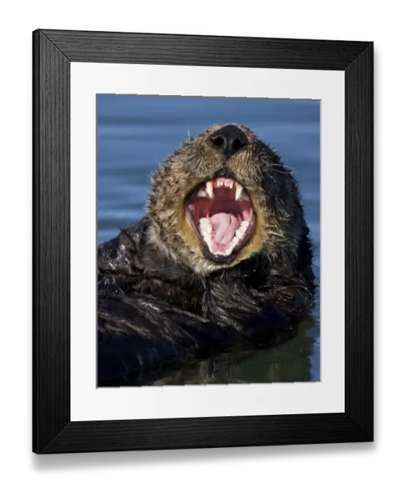 Framed Print : North America, USA, California, Elkhorn Slough. Sea Otter yawning Framed Print : North America, USA, California, Elkhorn Slough. Sea Otter yawning