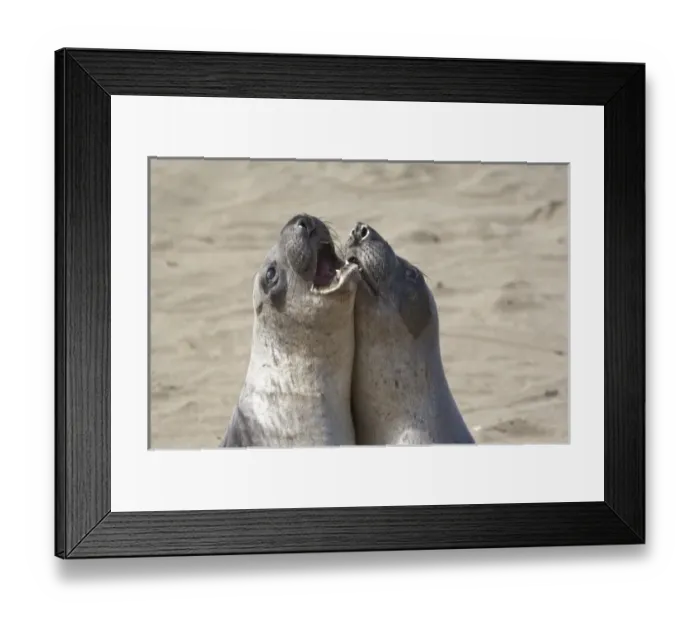 Framed Print : Elephant seals spar at the Piedras Blancas Elephant Seal Rookery near Cambria, California Framed Print : Elephant seals spar at the Piedras Blancas Elephant Seal Rookery near Cambria, California