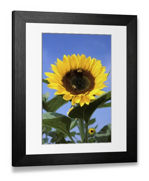 Framed Print : USA, California, Santa Barbara, Sunflower with bees