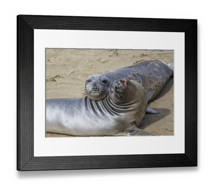 Framed Print : Elephant seal pups at the Piedras Blancas Elephant Seal Rookery near Cambria, California