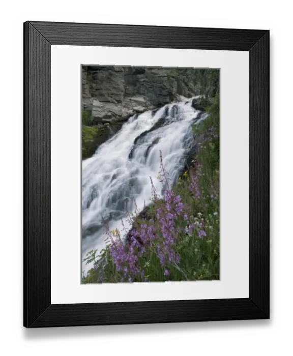 Framed Print : Wildflowers along Kings Creek, Lassen Volcanic National Park, Mount Lassen, California Framed Print : Wildflowers along Kings Creek, Lassen Volcanic National Park, Mount Lassen, California