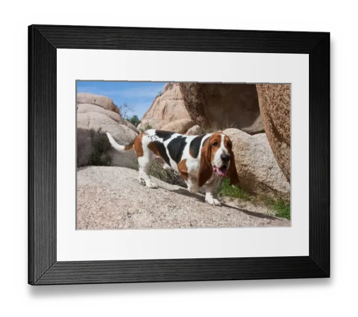 Framed Print : A Basset Hound walking on rocks at Joshua Tree National Park in California Framed Print : A Basset Hound walking on rocks at Joshua Tree National Park in California