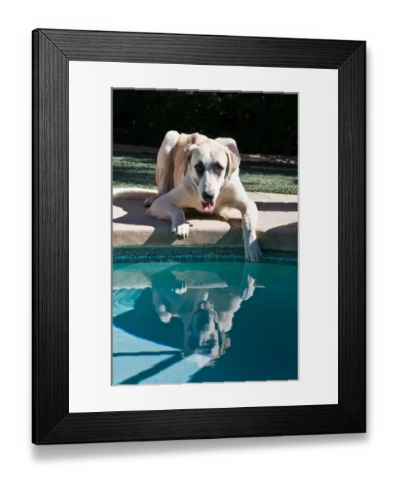 Framed Print : An Anatolian Shepherd puppy poolside with one paw in water