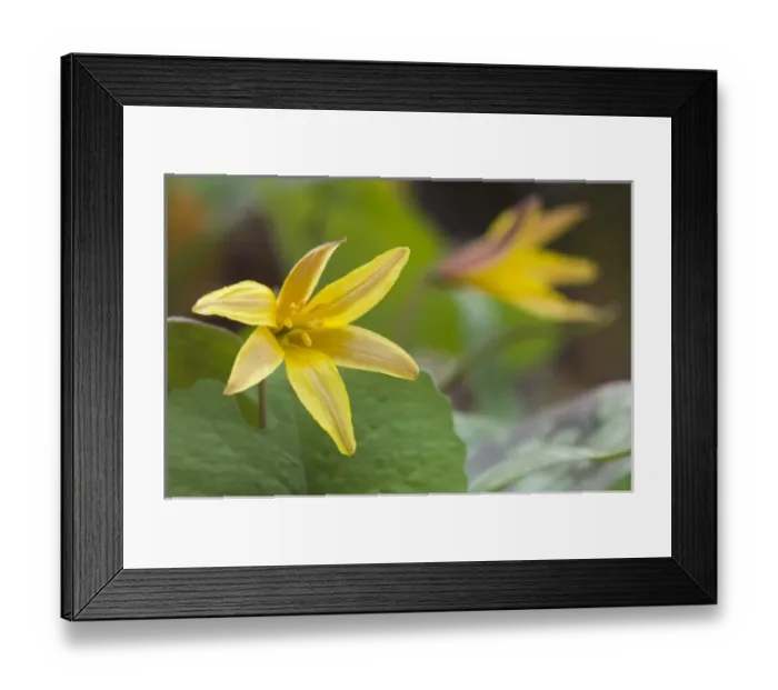 Framed Print : USA, North America, Arkansas