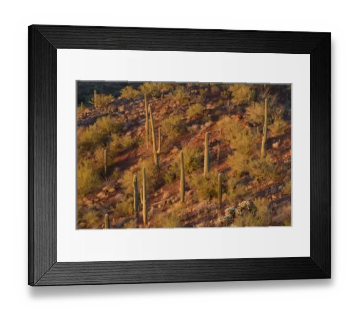 Framed Print : Desert landscape filled with saguaro cactus (Carnegiea gigantea) at sunset, Signal Hill trail