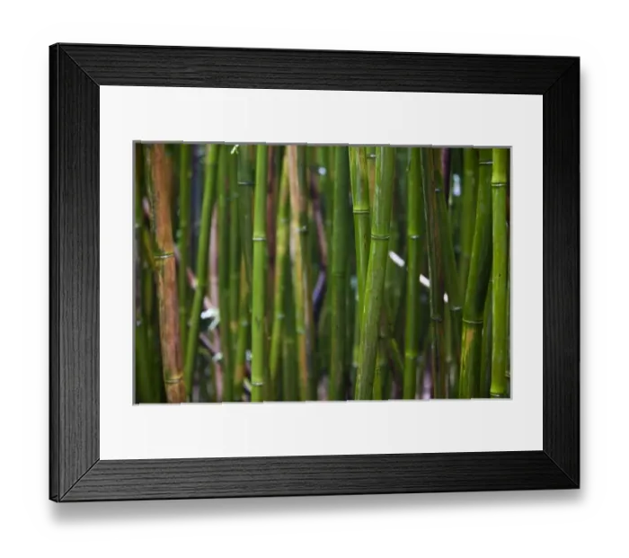 Framed Print : Dense growth of bamboo stalks in a bamboo forest - Haleakala National Park, Maui