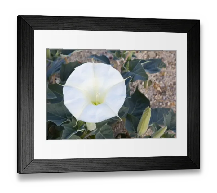 Framed Print : USA, North America, California Framed Print : USA, North America, California