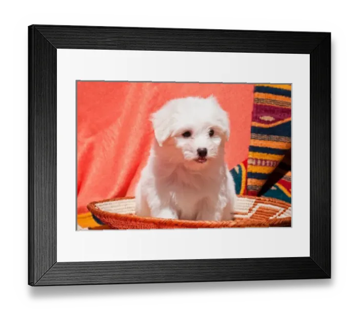 Framed Print : Coton de Tulear puppy sitting in an Indian Basket on a Indian blanket Framed Print : Coton de Tulear puppy sitting in an Indian Basket on a Indian blanket