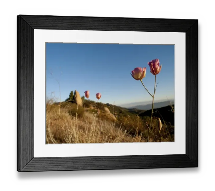 Framed Print : Mariposa lily (Calochortus) along Castro Crest, Santa Monica Mountains, California Framed Print : Mariposa lily (Calochortus) along Castro Crest, Santa Monica Mountains, California
