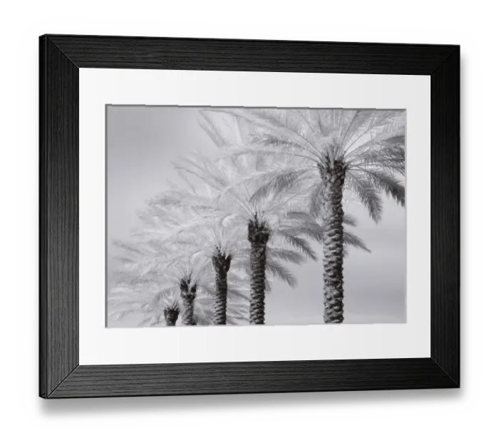 Framed Print : North America, USA, Florida, Orlando, a row of stately palm trees in infrared