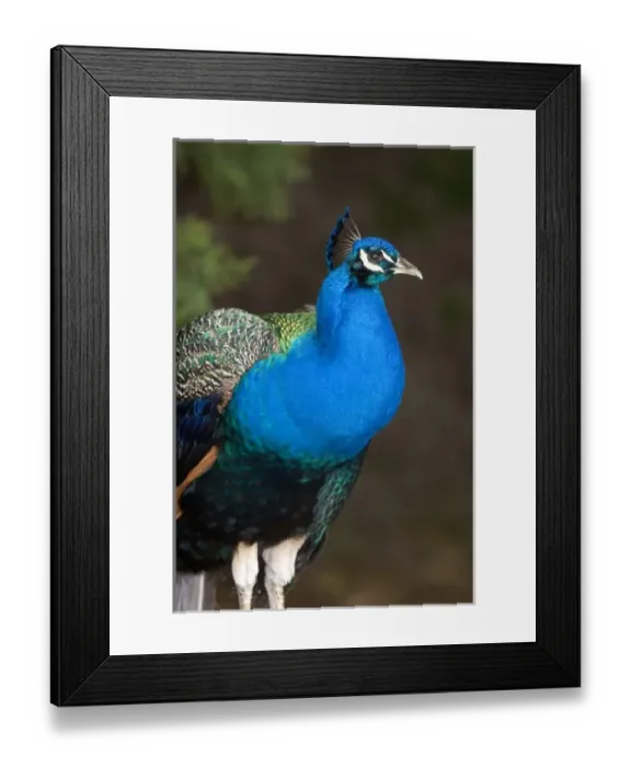 Framed Print : Indian Blue Peacock at the Los Angeles County Arboretum and Botanical Garden in Arcadia Framed Print : Indian Blue Peacock at the Los Angeles County Arboretum and Botanical Garden in Arcadia