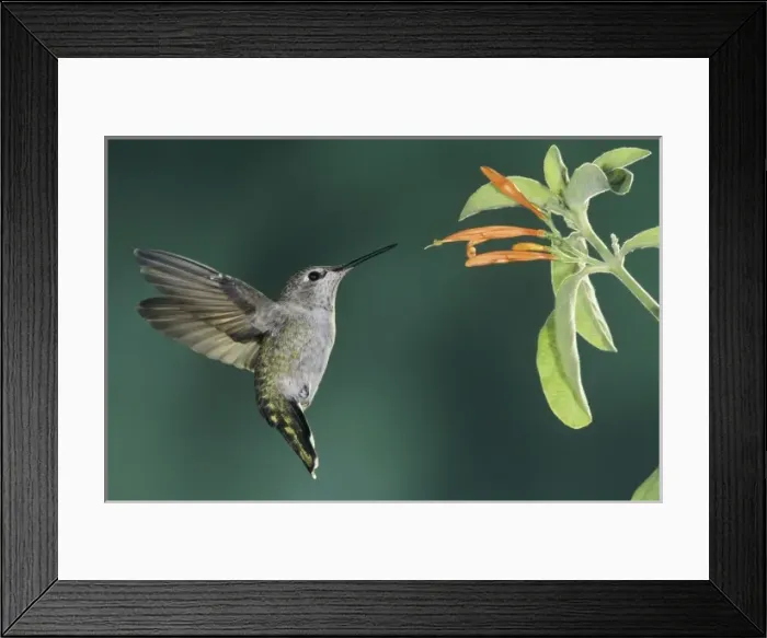 Framed Print : Anna,s Hummingbird, Calypte anna, female in flight feeding on Mexican Honeysuckle