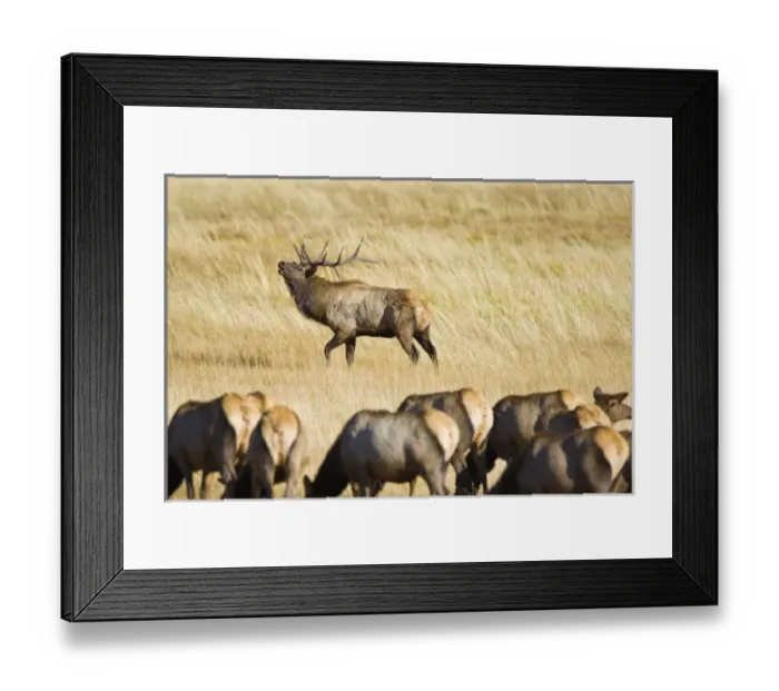 Framed Print : USA, North America, Colorado Framed Print : USA, North America, Colorado