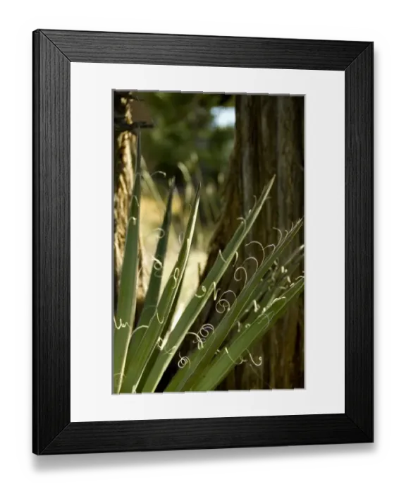 Framed Print : Colorado, Mesa Verde National Park. Yucca plant (agave family) fiber detail. Used Framed Print : Colorado, Mesa Verde National Park. Yucca plant (agave family) fiber detail. Used