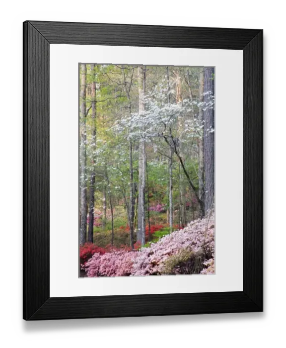 Framed Print : USA, North America, Georgia Framed Print : USA, North America, Georgia