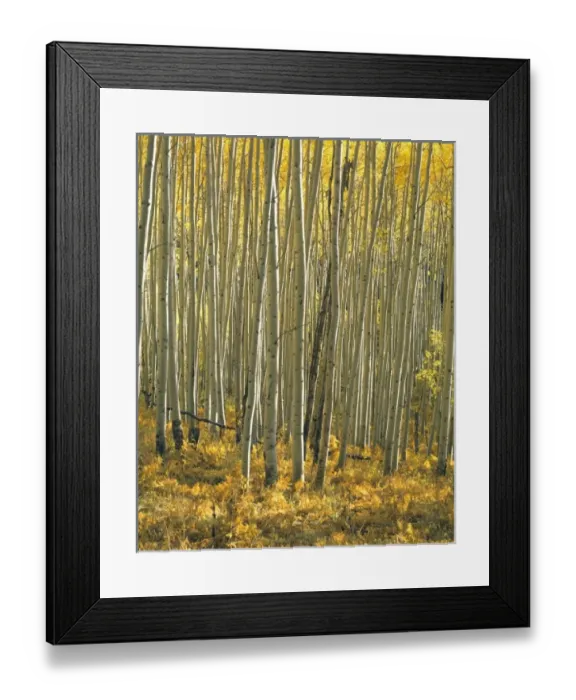 Framed Print : USA, North America, Colorado Framed Print : USA, North America, Colorado