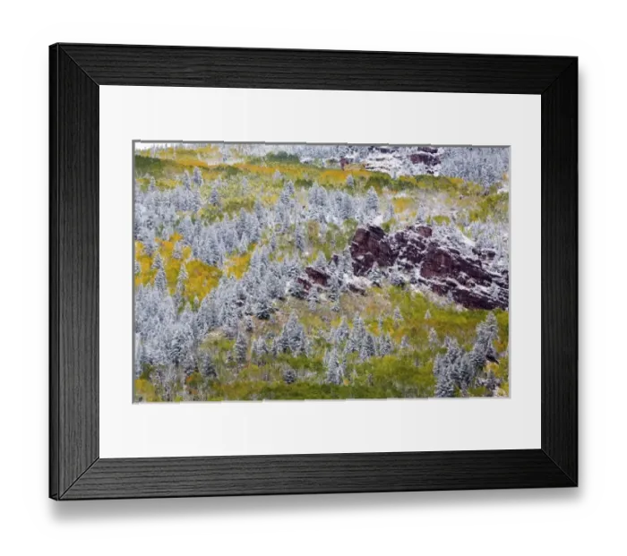 Framed Print : USA, Colorado, First Snow over the Red Cliffs and Aspens of Redstone Colorado Framed Print : USA, Colorado, First Snow over the Red Cliffs and Aspens of Redstone Colorado
