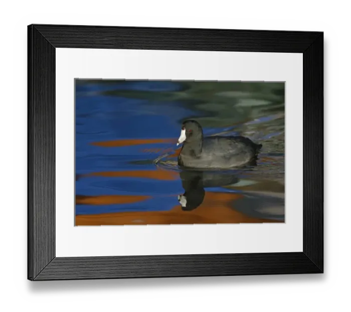 Framed Print : USA, California, Glorietta Bay. American coot moving in water Framed Print : USA, California, Glorietta Bay. American coot moving in water