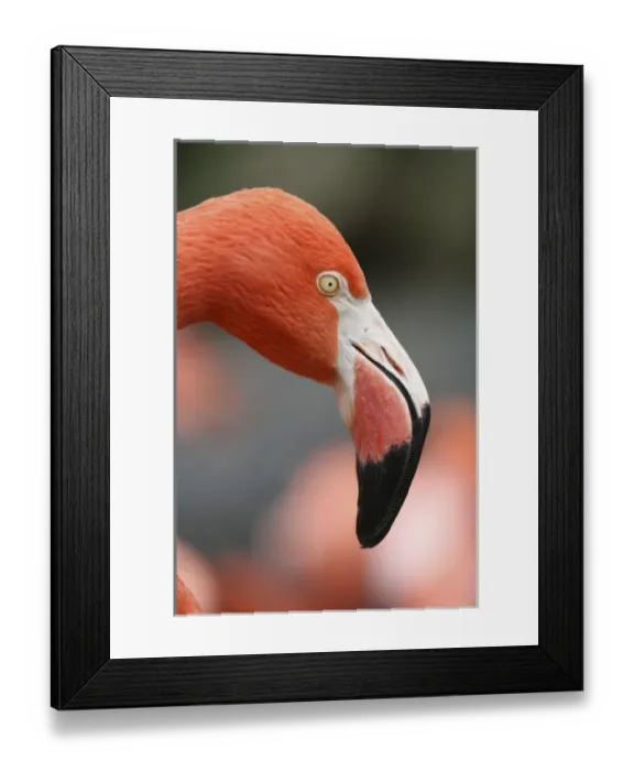 Framed Print : American Flamingo at the Sacramento Zoo