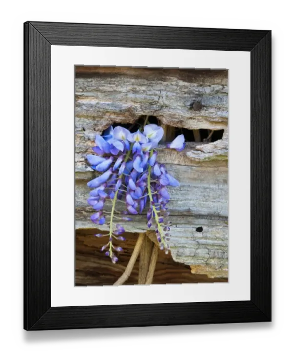 Framed Print : USA, Georgia. Close-up of wisteria growing through hole in old barn wood Framed Print : USA, Georgia. Close-up of wisteria growing through hole in old barn wood