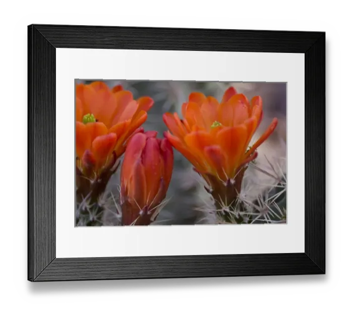 Framed Print : Engelmanns Hedgehog Flower, Echinorcereus engelmannii, Sonoran Desert, Desert Botanical Garden Framed Print : Engelmanns Hedgehog Flower, Echinorcereus engelmannii, Sonoran Desert, Desert Botanical Garden