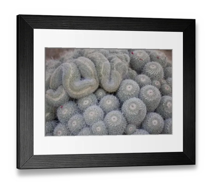 Framed Print : Mammillaria spinosissima, From Central Mexico, Desert Botanical Garden, Phoenix, Arizona Framed Print : Mammillaria spinosissima, From Central Mexico, Desert Botanical Garden, Phoenix, Arizona