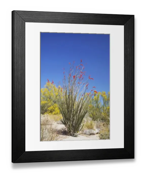 Framed Print : CA, Anza-Borrego Desert State Park, flowering Ocotillo with Blue Palo Verde tree Framed Print : CA, Anza-Borrego Desert State Park, flowering Ocotillo with Blue Palo Verde tree