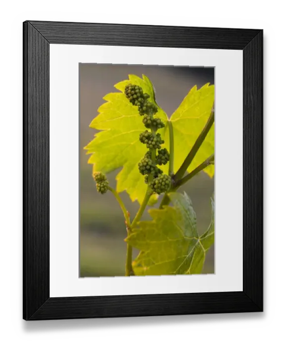 Framed Print : USA, North America, California Framed Print : USA, North America, California