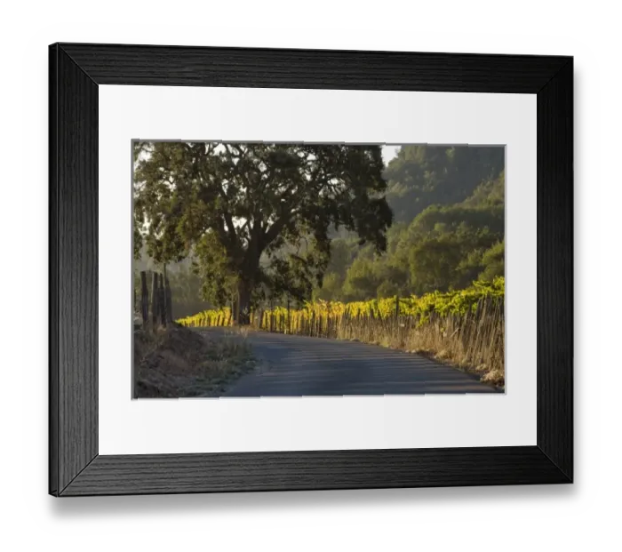 Framed Print : Sunrise light on Henry Road winding through fence-lined Sattui vineyard, formerly Henry Ranch Framed Print : Sunrise light on Henry Road winding through fence-lined Sattui vineyard, formerly Henry Ranch