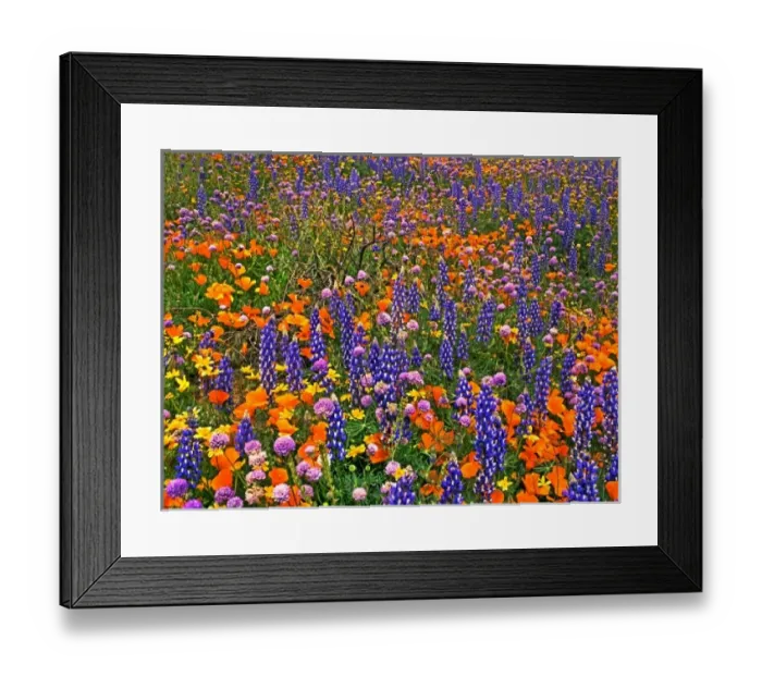 Framed Print : USA, California, Gorman. Field of California poppies, Bentham lupines, and globe gilia Framed Print : USA, California, Gorman. Field of California poppies, Bentham lupines, and globe gilia