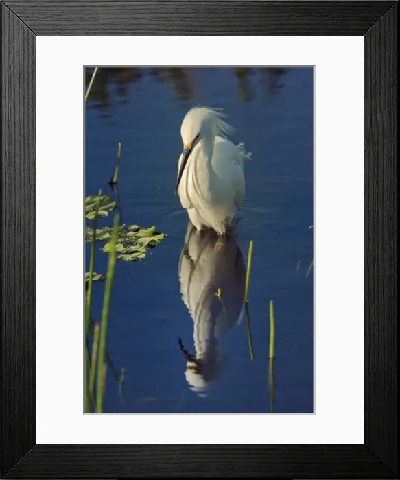 Framed Print : Snowy Egret, Egretta thula, Wakodahatchee Wetlands, Delray Beach, Florida Framed Print : Snowy Egret, Egretta thula, Wakodahatchee Wetlands, Delray Beach, Florida